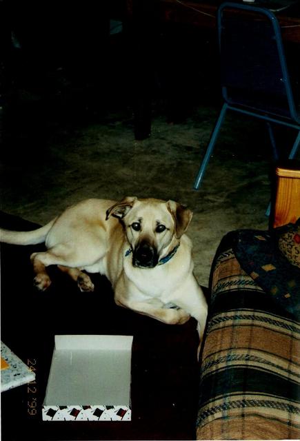 Kenai on Moose Mountain.