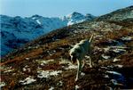 Kenai after Crane and Wendy's wedding. Healy, Alaska.