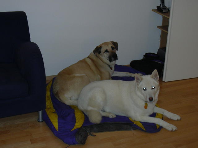 Kenai and Mytack, December 2006.