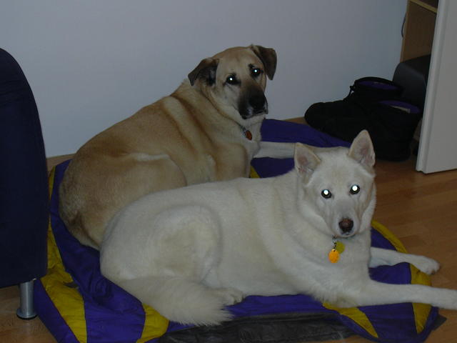 Kenai and Mytack, December 2006.