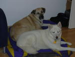 Kenai and Mytack, December 2006.