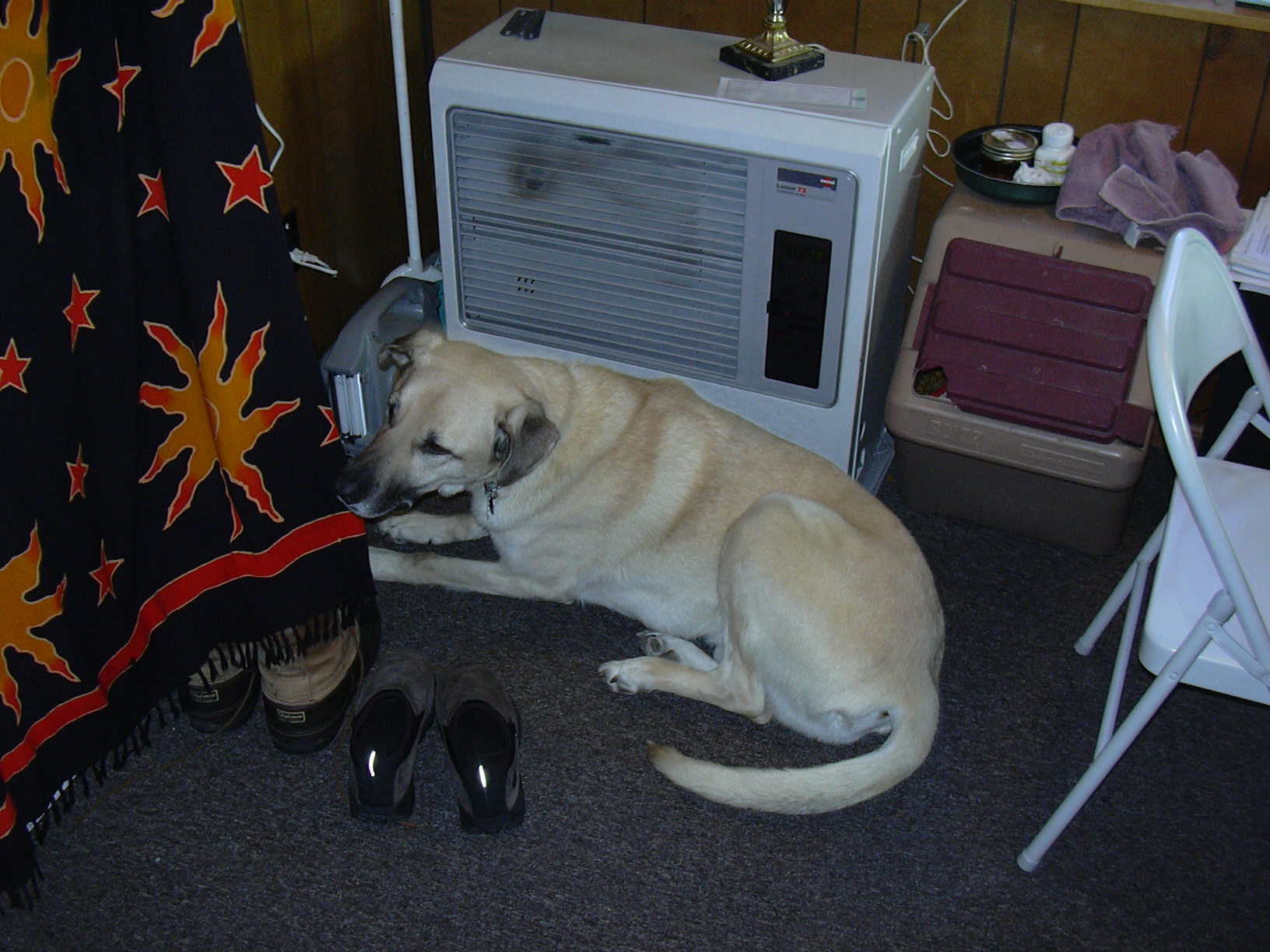 Kenai warming up.