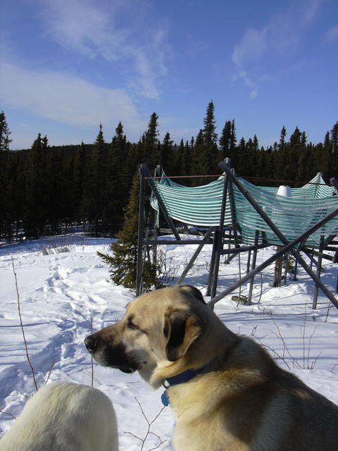 Kenai on Helmer's Ridge.