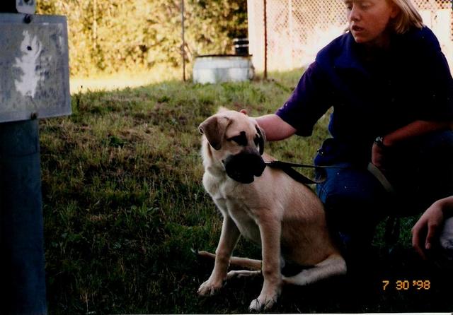 Our medium sized dog. Kenai at ~6 months